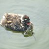 カイツブリ　３
