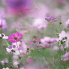 公園花の丘コスモス