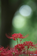 公園　森の中の彼岸花　４