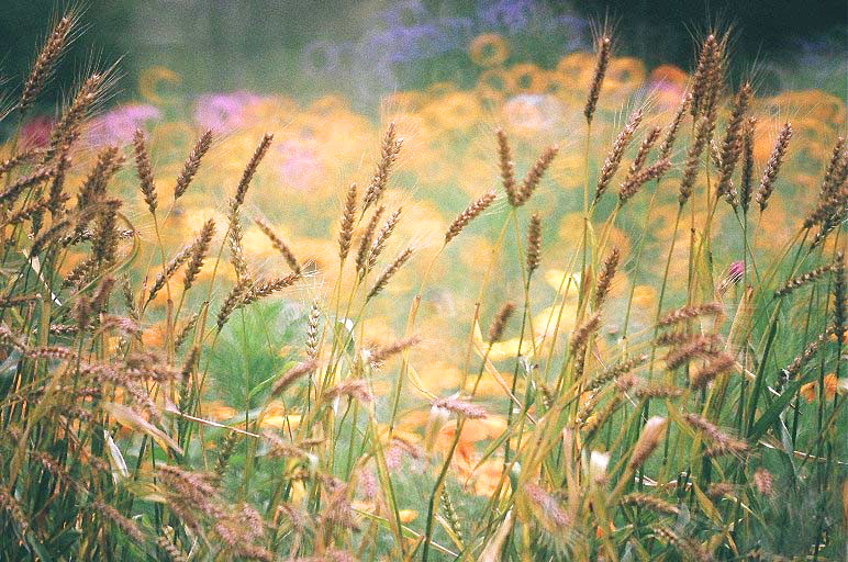 フィルム時代の公園