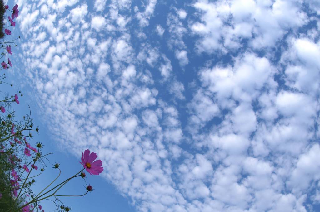 花の丘のコスモス　４