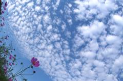 花の丘のコスモス　４