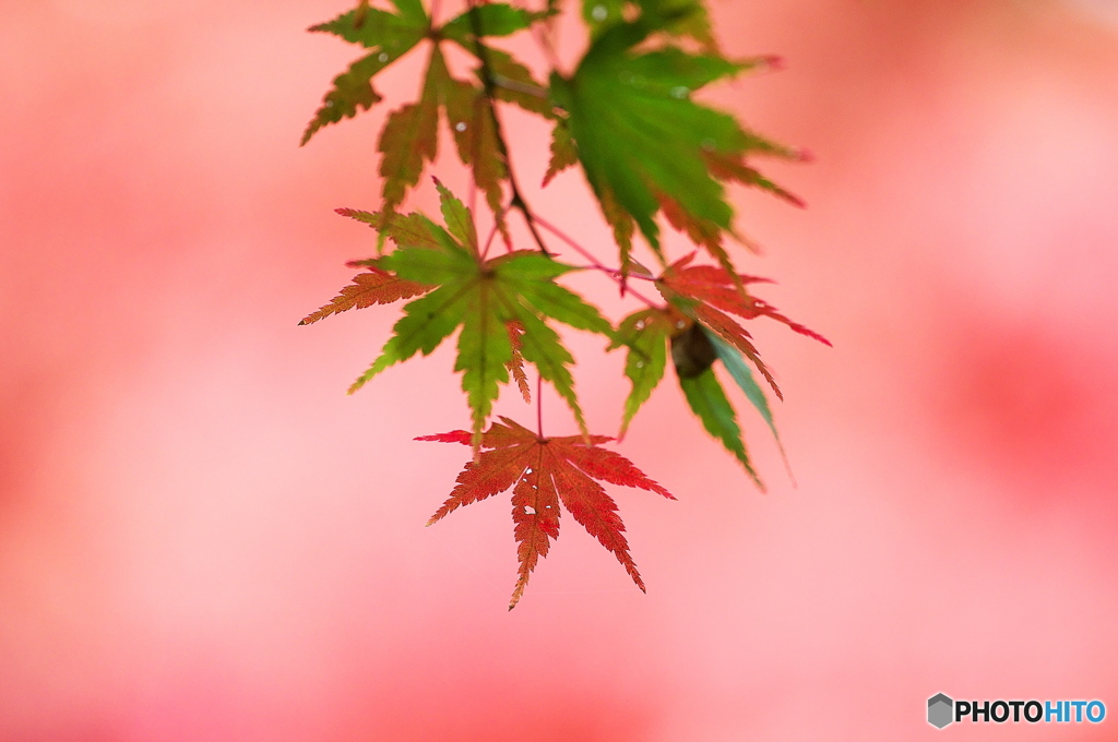 公園の紅葉　２