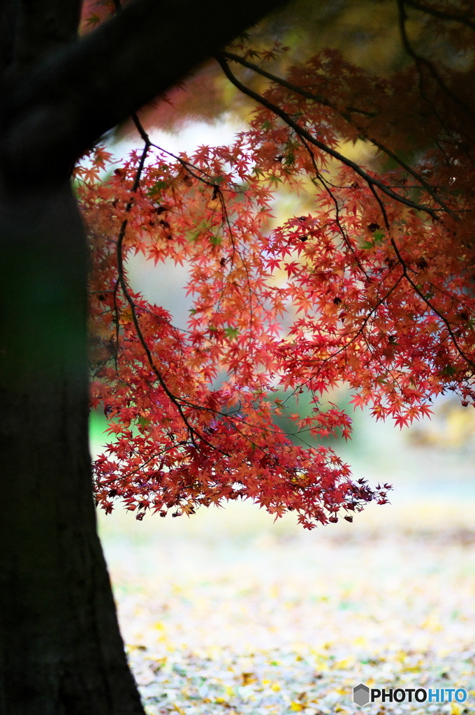 公園の紅葉　Ⅱ　その８