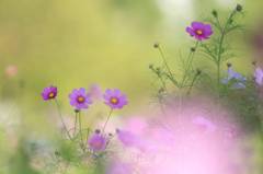 花の丘のコスモス　１