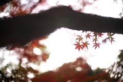 公園　５０ｍｍの紅葉