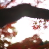 公園　５０ｍｍの紅葉