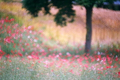 フィルム時代の公園