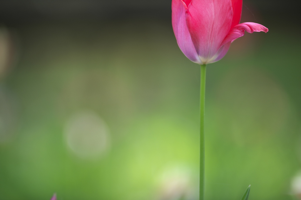 妖精の森の花