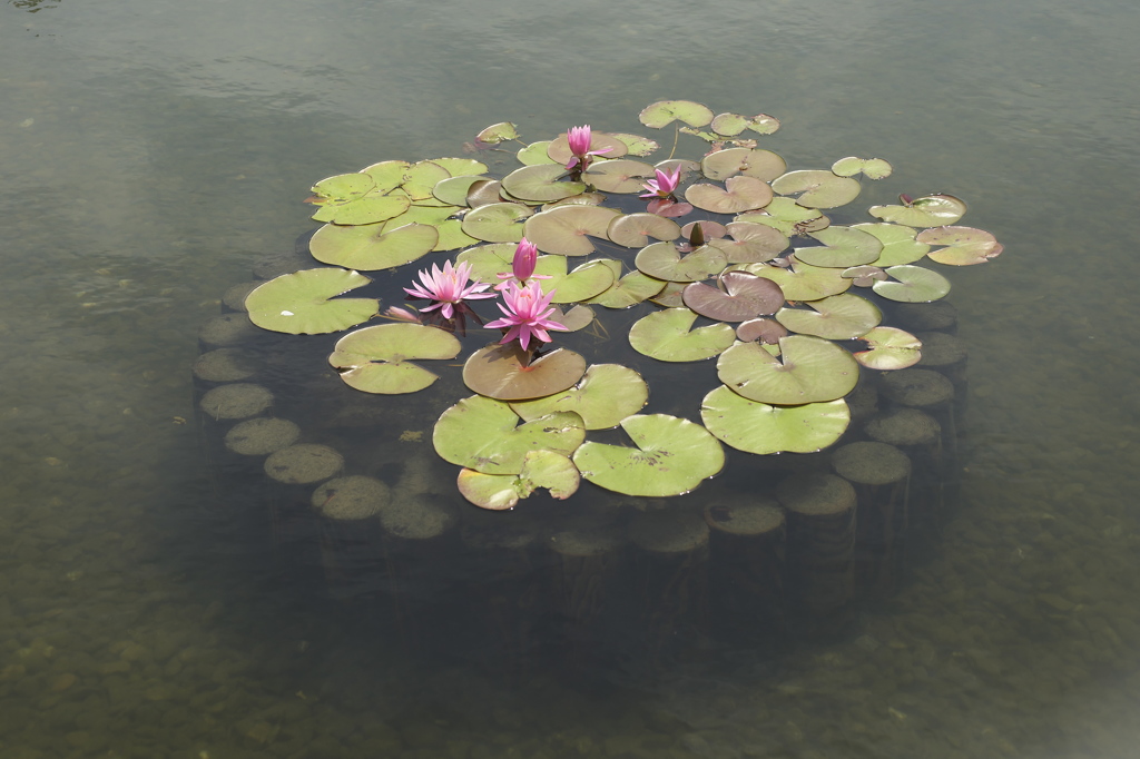 公園のお花スイレン