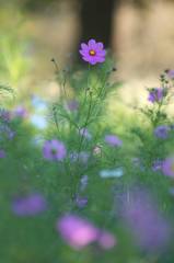 花の丘のコスモス　３