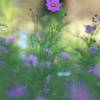 花の丘のコスモス　３