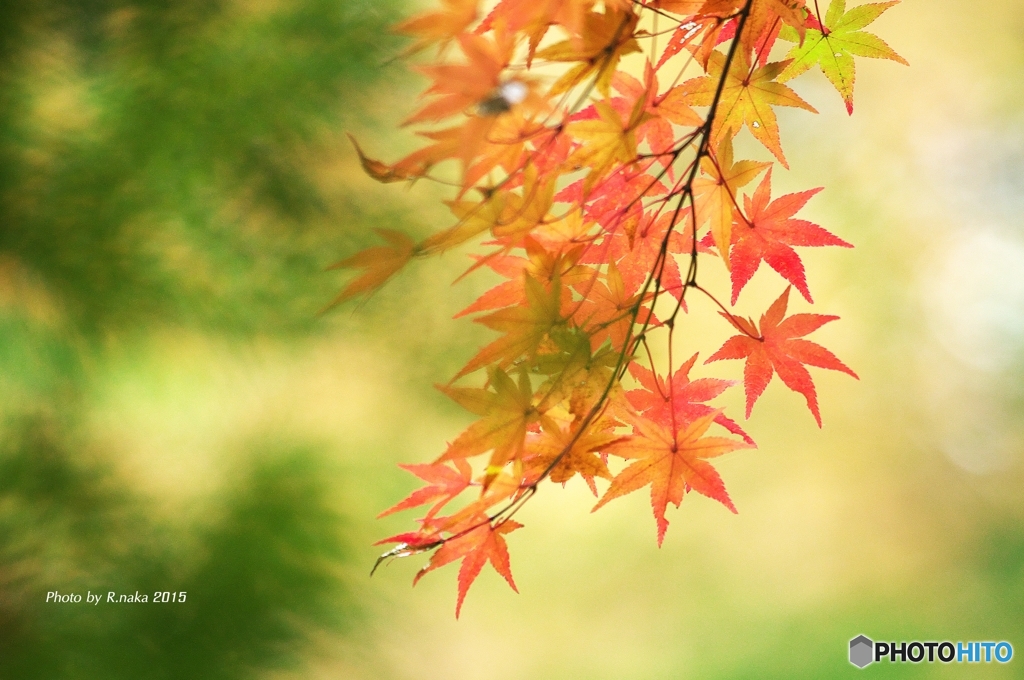 オフ会での紅葉　１