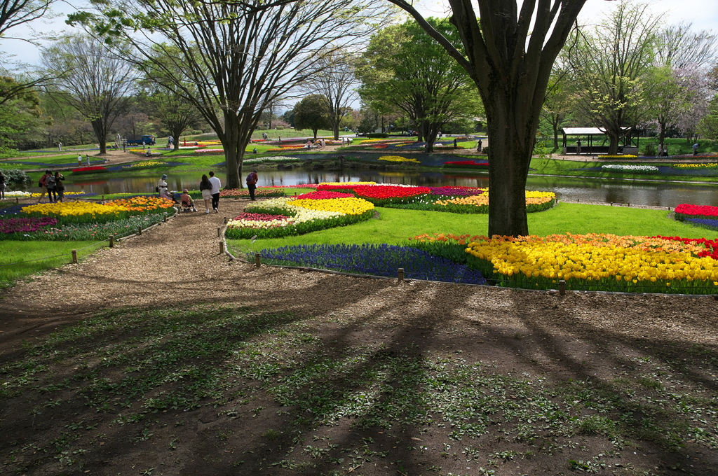 昭和記念公園に行って来ました　１