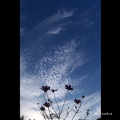 花の丘　コスモス　１２　夕日に掛かる頃　