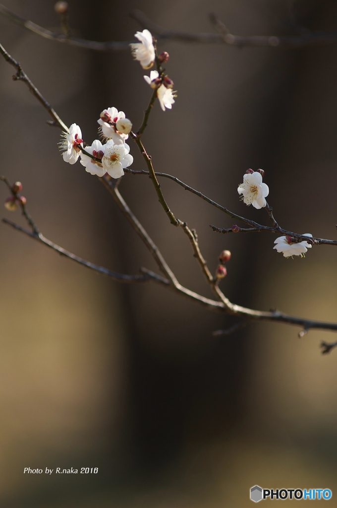 冬の公園花散歩　９