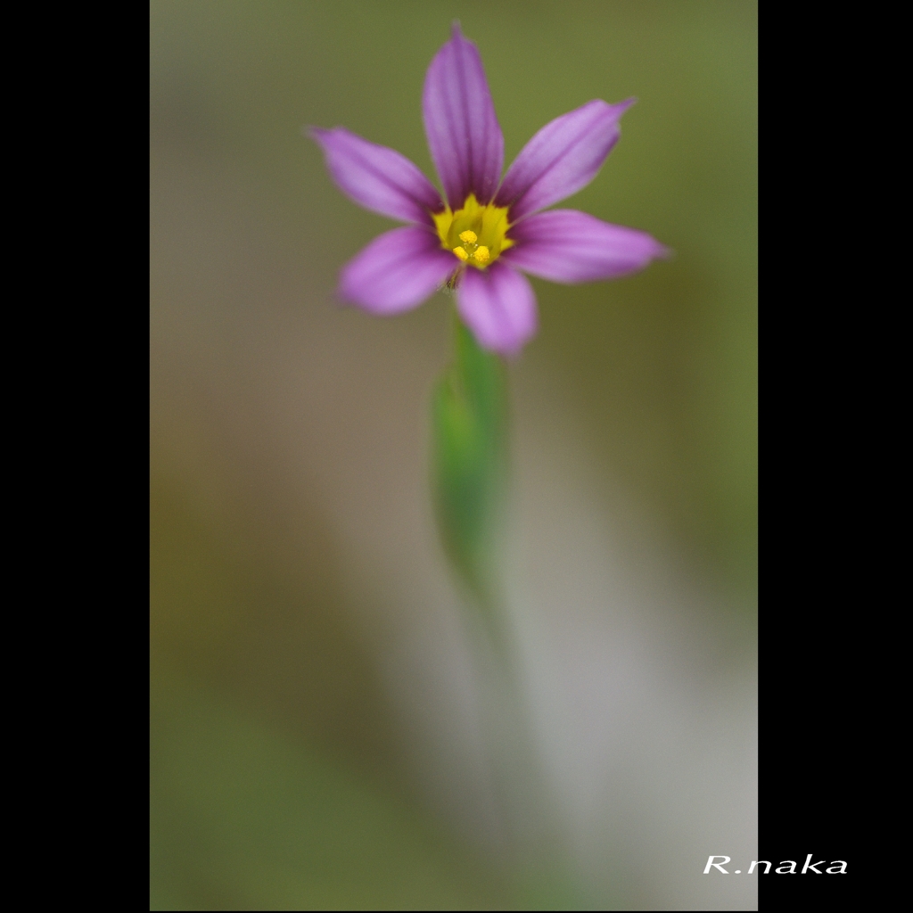 この時期に　３　庭石菖　