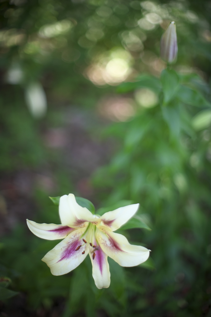 ユリの森