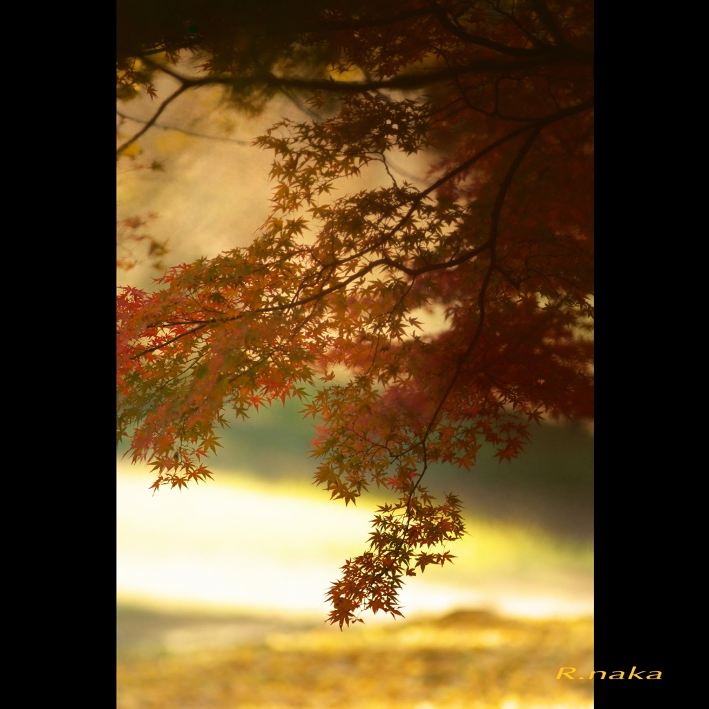 蔵出し　１１月の公園風景　３