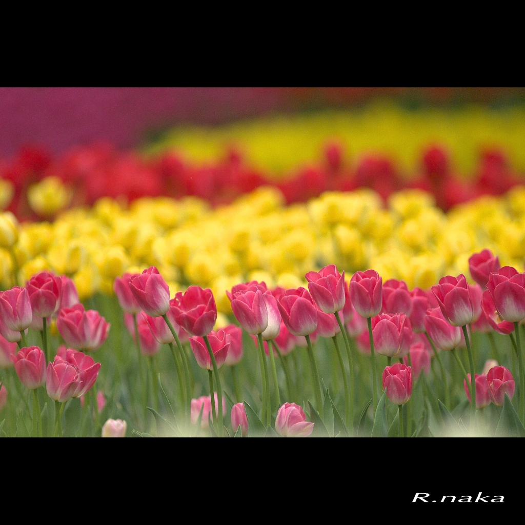 公園のチューリップ　２８