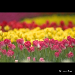 公園のチューリップ　２８