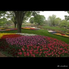 公園のチューリップ　３６