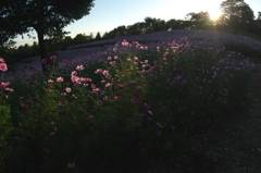 夕日の公園　花の丘　２