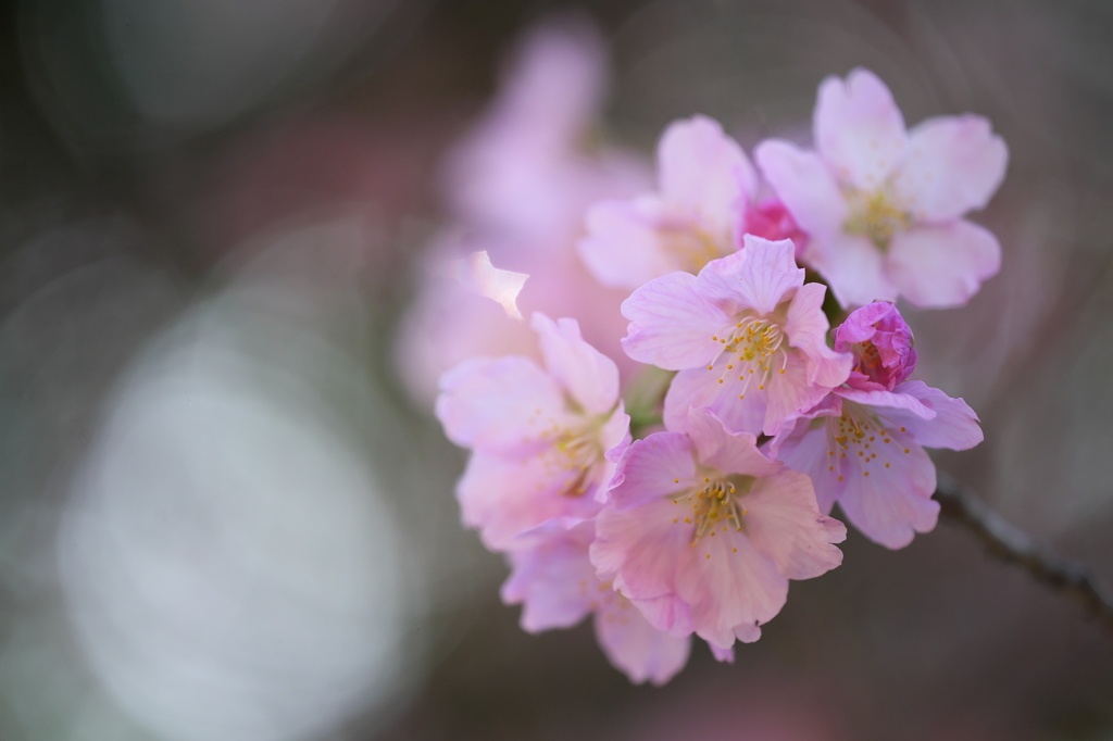 公園の桜