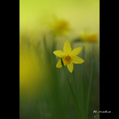 子供の森のお花　６