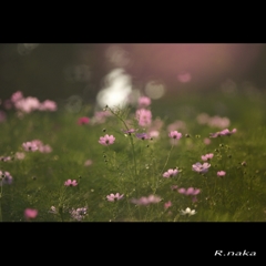 花の丘のコスモス　咲き始めました。　３