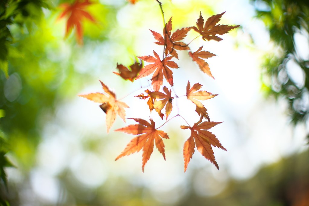 公園の紅葉