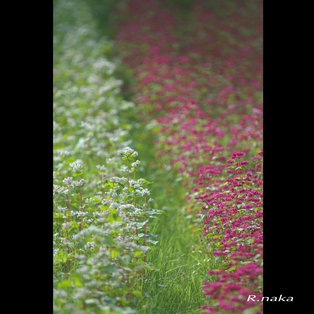 赤いそばの花　２