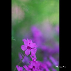 春の花　７