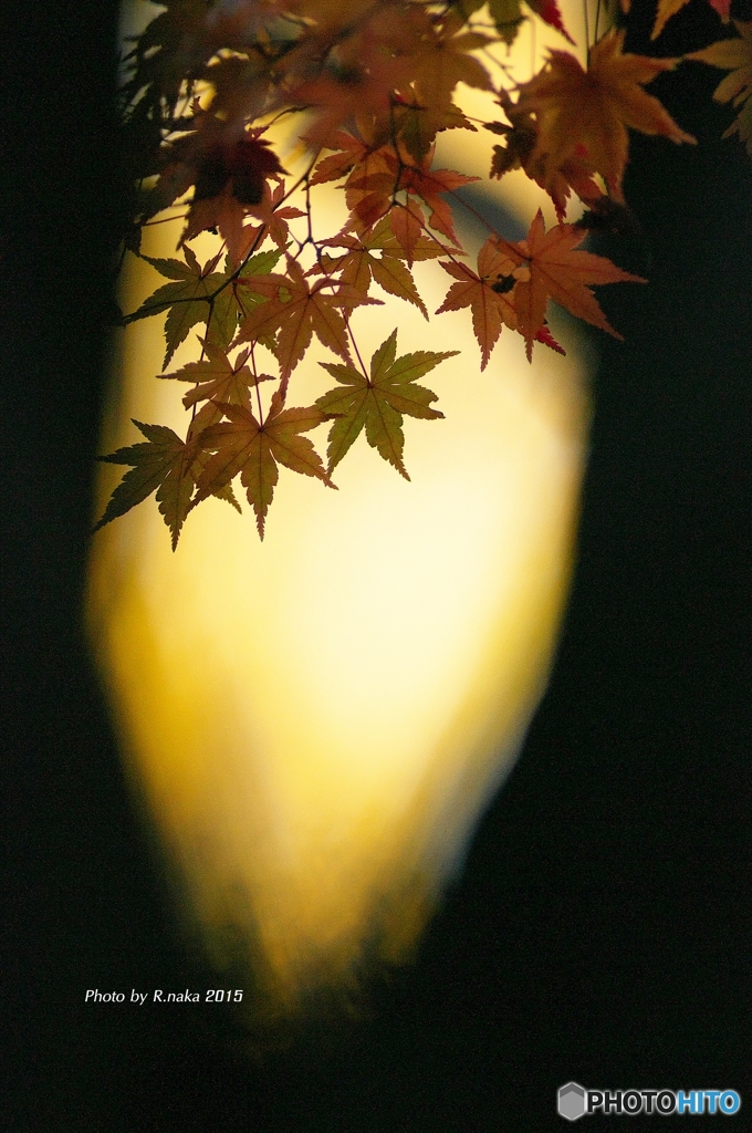 公園の紅葉　１３