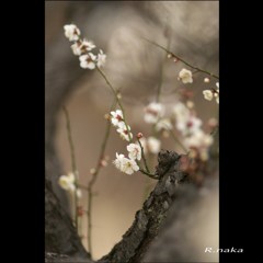 公園の白梅　１