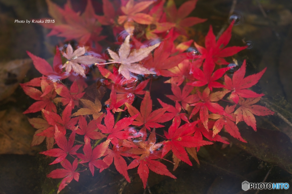 オフ会での紅葉　２