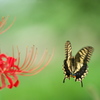 彼岸花と蝶
