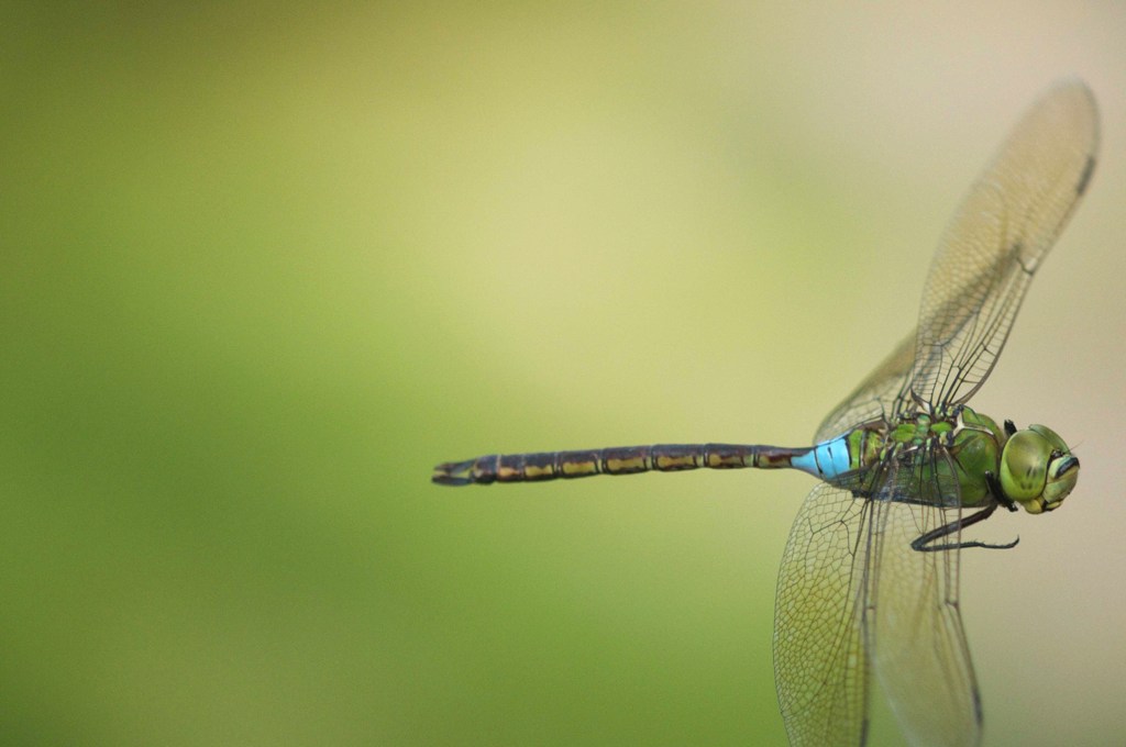 ギンヤンマオス 飛び姿 By アールなか Id 写真共有サイト Photohito