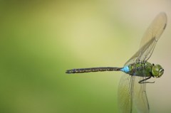 ギンヤンマオス、飛び姿