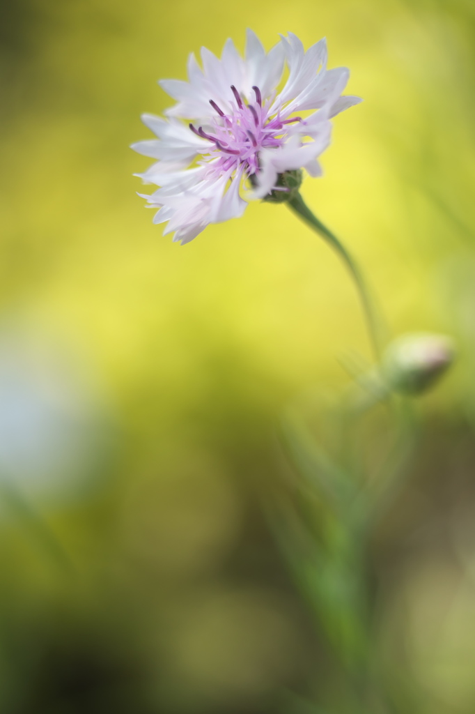 公園のお花達