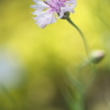 公園のお花達