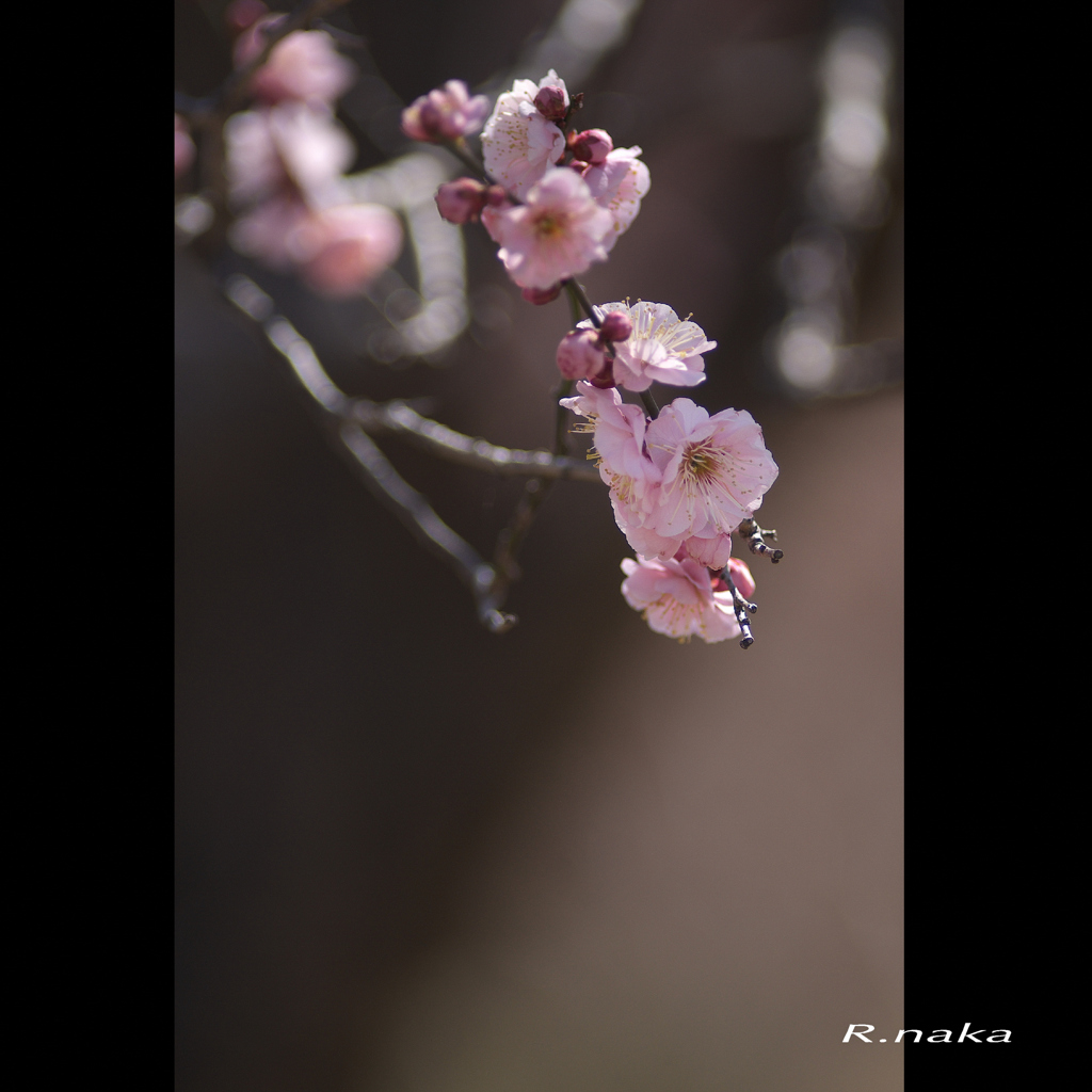 公園の梅　２