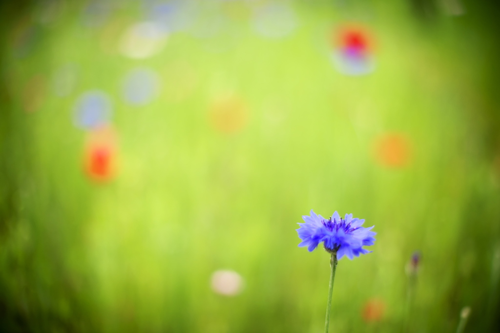 公園の花達