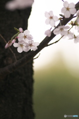 桜の花を花として撮ってみた　５