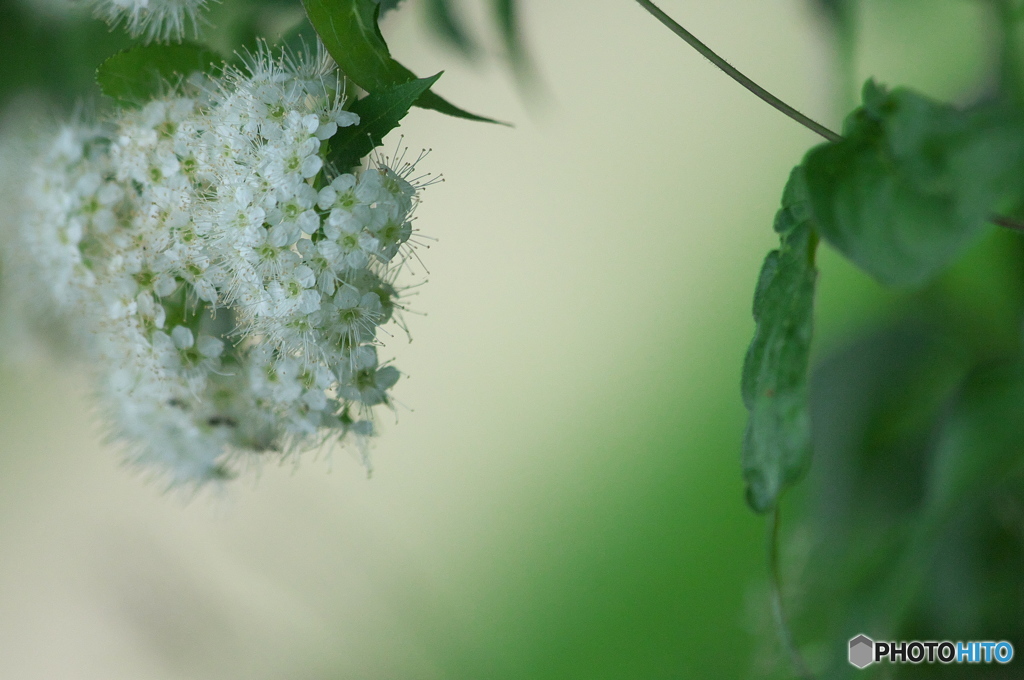 公園のお花　シモツケ　Ⅱ－２