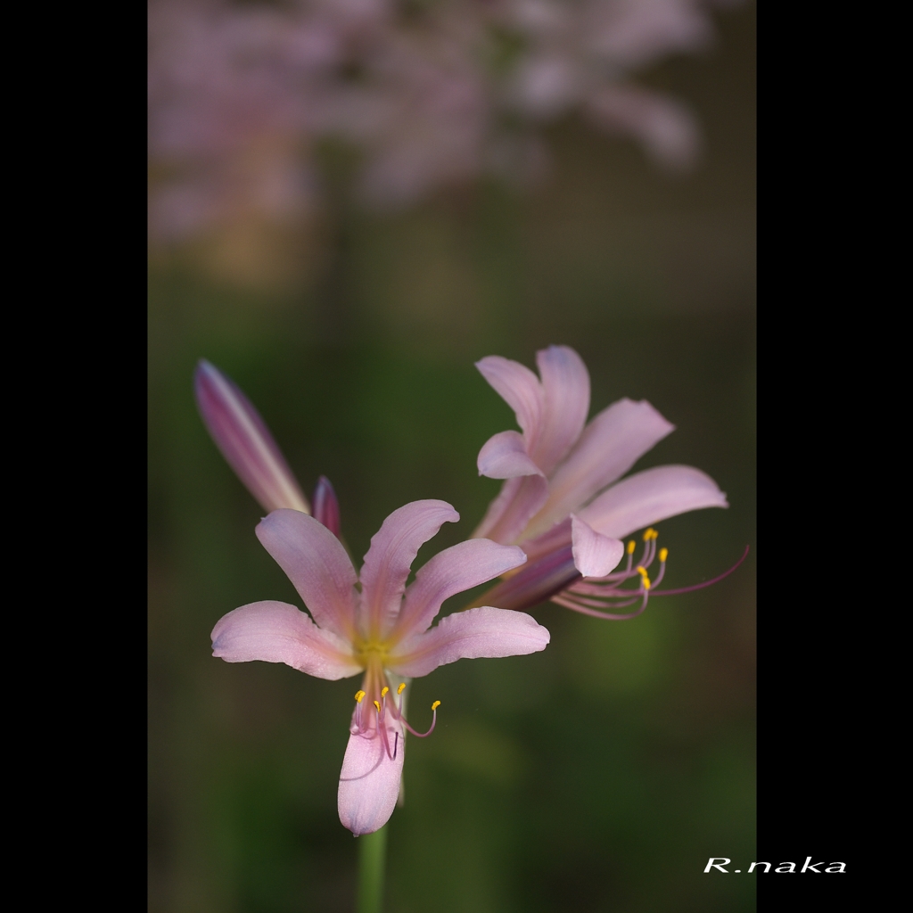 こもれびの森　７　ナツイスイセン-