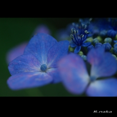 紫陽花の花　７