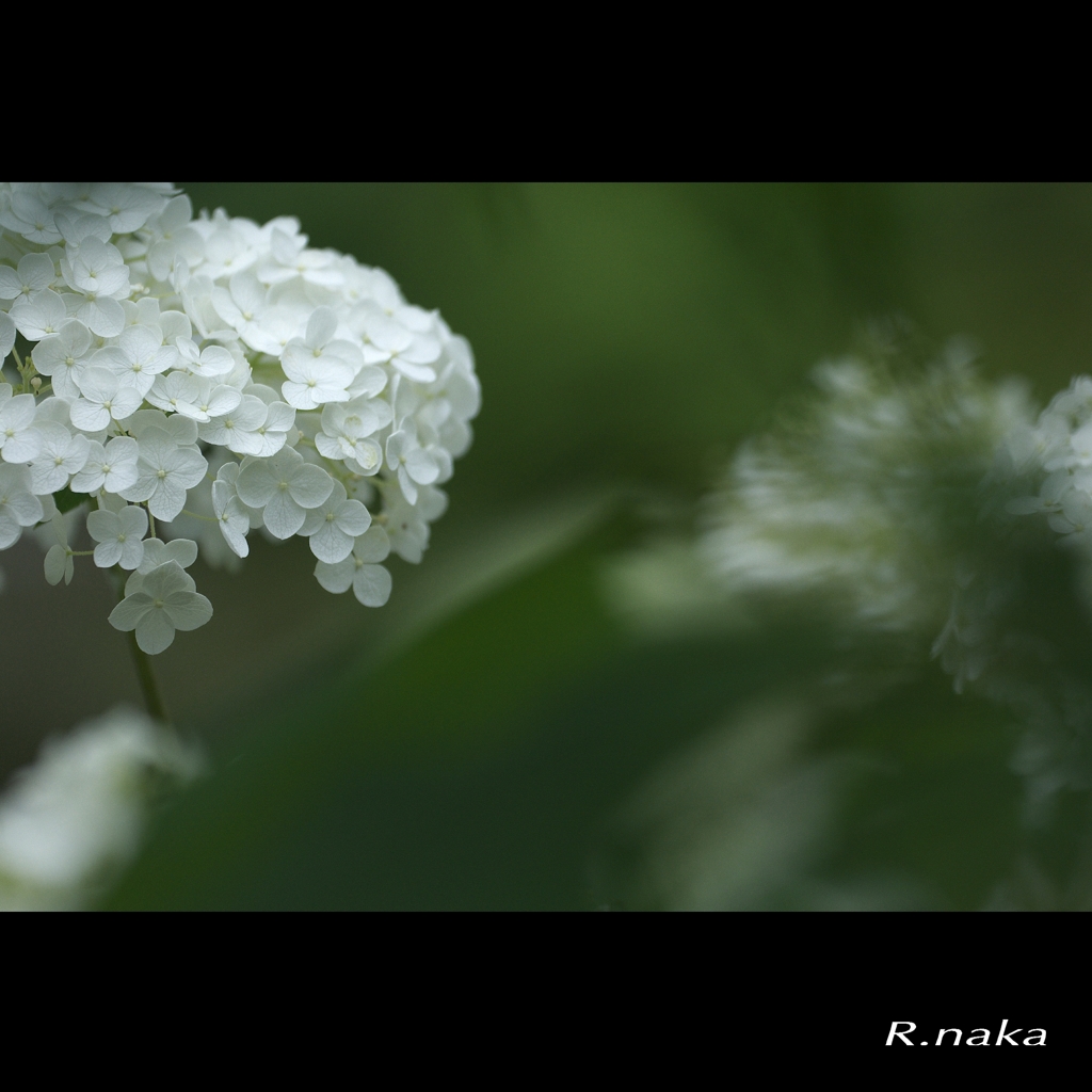 紫陽花の花　３