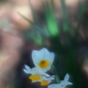 公園の花