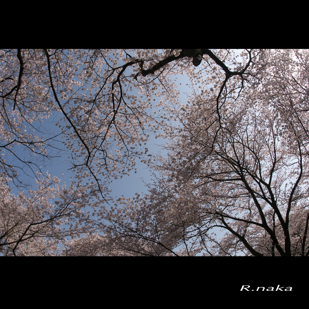 公園の桜　１